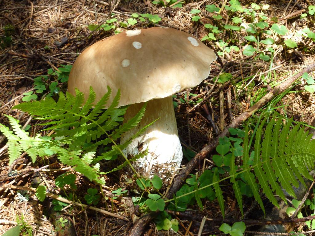 Bio-Bauernhof Rettenbachgut Werfen Exterior foto