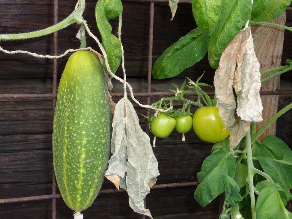 Bio-Bauernhof Rettenbachgut Werfen Exterior foto