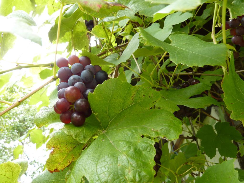 Bio-Bauernhof Rettenbachgut Werfen Exterior foto