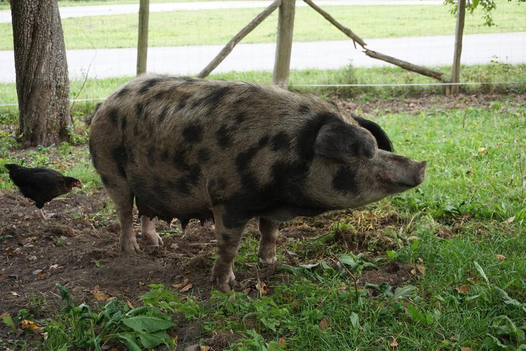 Bio-Bauernhof Rettenbachgut Werfen Exterior foto