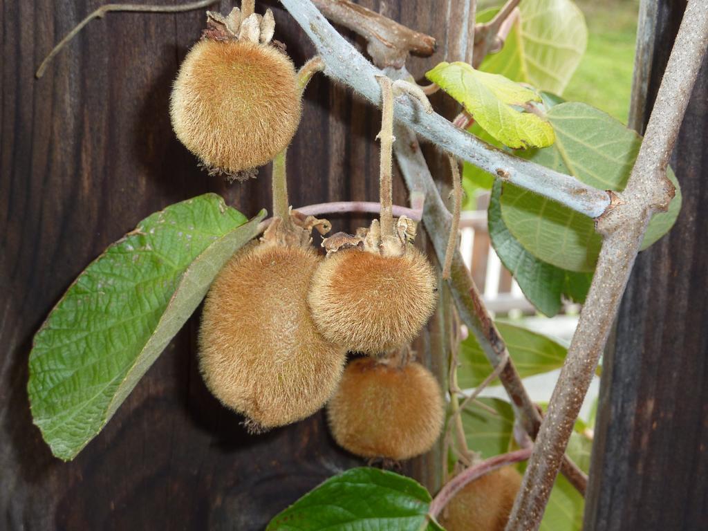 Bio-Bauernhof Rettenbachgut Werfen Exterior foto