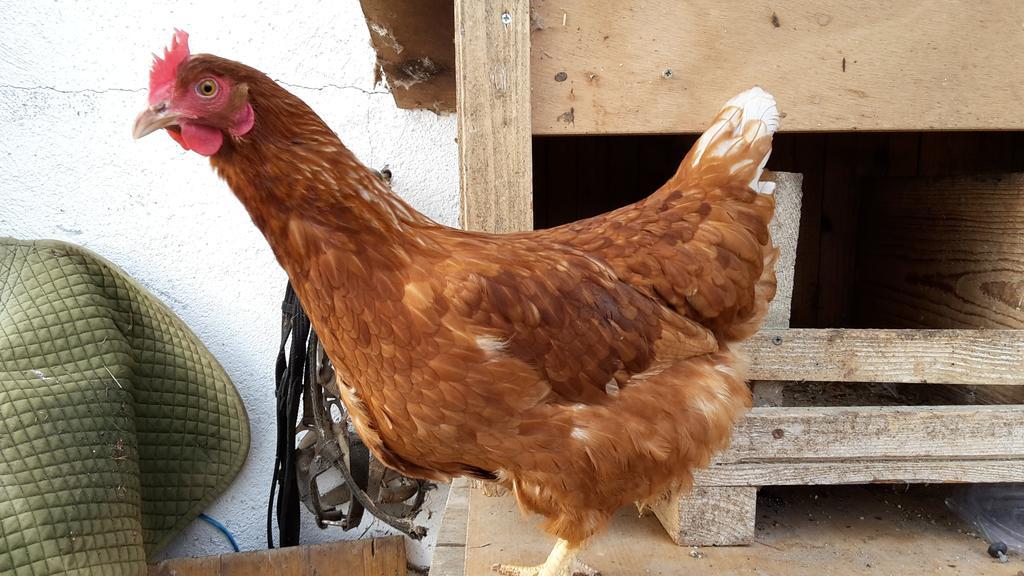 Bio-Bauernhof Rettenbachgut Werfen Exterior foto