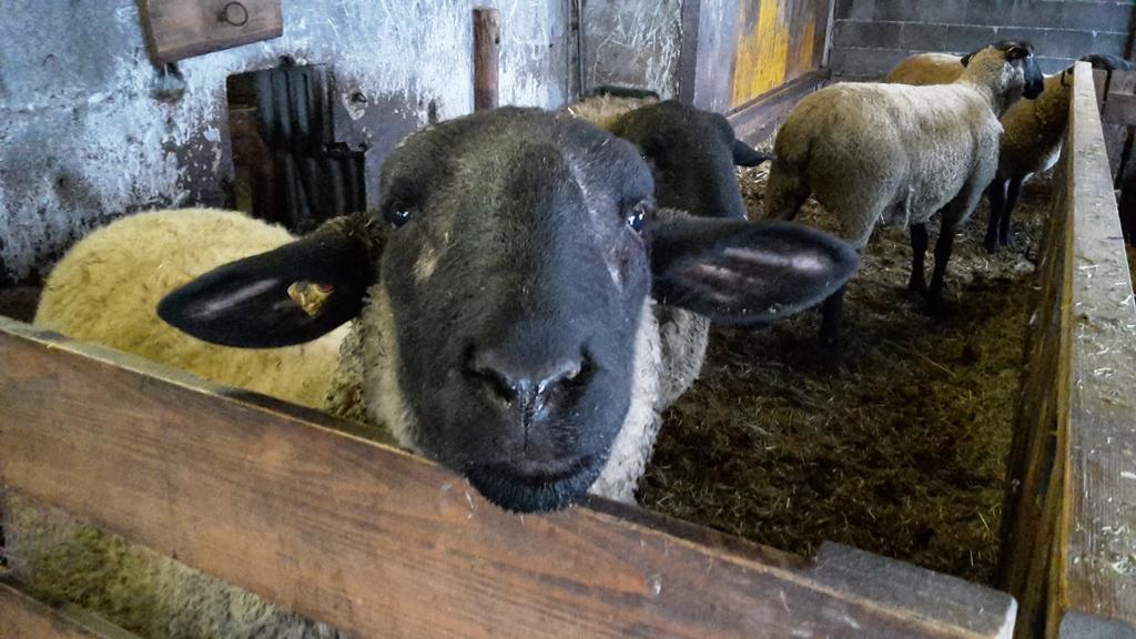 Bio-Bauernhof Rettenbachgut Werfen Exterior foto